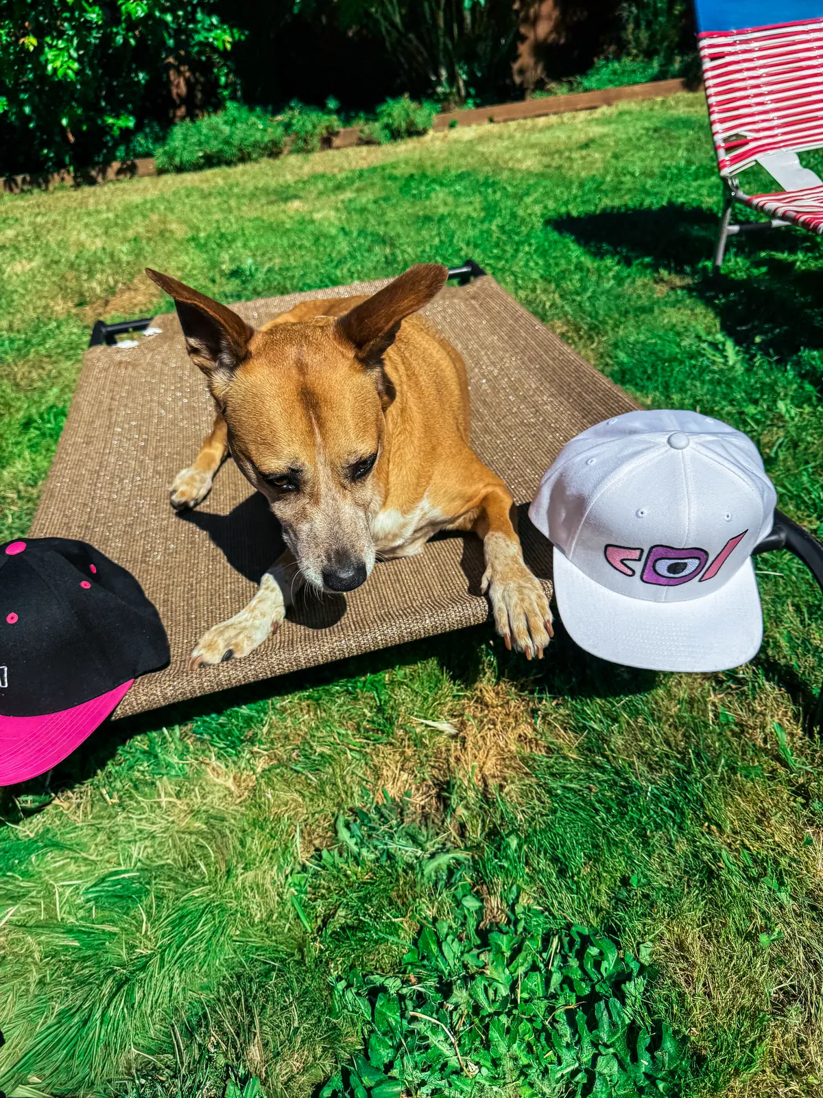 Tan dog on an outdoor cot flanked by both Deafiant snapbacks, one black and pink, one white.