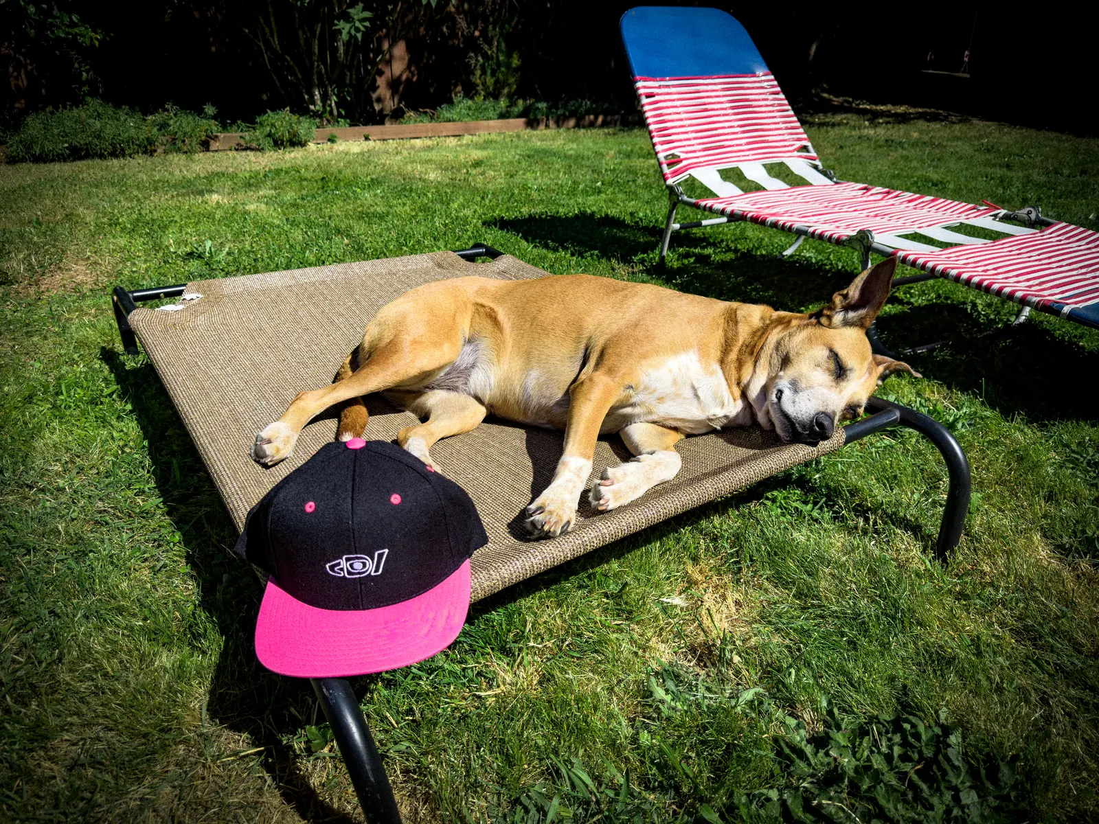Tan dog sleeping on an outdoor cot with a black and pink Deafiant rose snapback in the foreground.