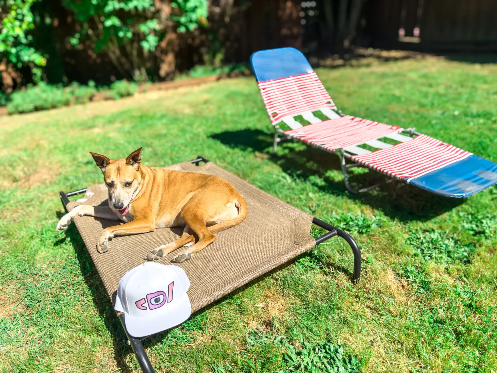 Tan dog lounging on an outdoor cot next to a white Deafiant snapback, lawn chairs behind.